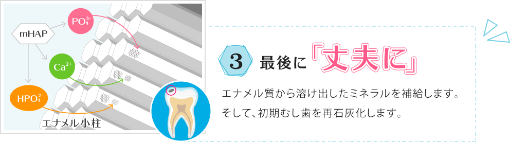 3.最後に「丈夫に」エナメル質から溶け出したミネラルを補給します。そして、初期むし歯を再石灰化します。